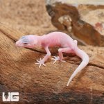 ug_Baby_Blazing_Blizzard_Leopard_Gecko_3.jpg