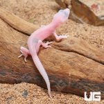 ug_Baby_Blazing_Blizzard_Leopard_Gecko_2.jpg