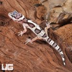 ug_Baby_Mack_Snow_Clown_Leopard_Gecko_5.jpg