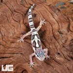 ug_Baby_Mack_Snow_Clown_Leopard_Gecko_4.jpg
