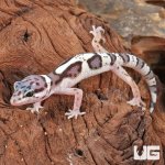 ug_Baby_Mack_Snow_Clown_Leopard_Gecko_3.jpg