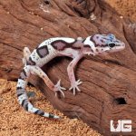 ug_Baby_Mack_Snow_Clown_Leopard_Gecko_2.jpg