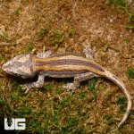 ug_baby_orange_striped_gargoyle_gecko_2_2.jpg