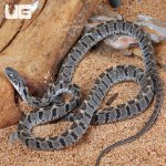 ug_Rhombic_Egg_Eating_Snake_3.jpg