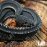 ug_dragon_snake_1.jpg