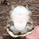 ug_Asiatic_Softshell_2.jpg