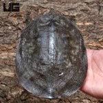 ug_Asiatic_Softshell_1.jpg