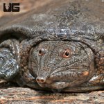 ug_Asiatic_Softshell_4.jpg