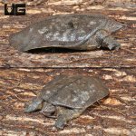ug_Asiatic_Softshell_3.jpg