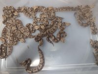 1138043-455e00107694fcdd0f88b3739c1c2df9.jpg