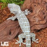 ug_Tokay_Gecko_Platinium_#2_5.jpg
