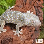 ug_Tokay_Gecko_Platinium_#2_2.jpg