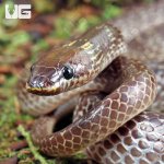 ug_Asian_Wolf_Snake_2.jpg