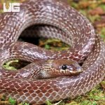 ug_Asian_Wolf_Snake_4.jpg