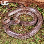 ug_Asian_Wolf_Snake_3.jpg
