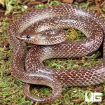 ug_Asian_Wolf_Snake_1.jpg