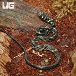 ug_CB_Baby_Tiger_Ratsnake_3.jpg