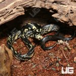 ug_CB_Baby_Tiger_Ratsnake_2.jpg