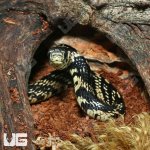 ug_CB_Baby_Tiger_Ratsnake_4.jpg