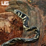 ug_CB_Baby_Tiger_Ratsnake_1.jpg