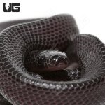 ug_cb_baby_file_snake_4.jpg