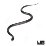 ug_cb_baby_file_snake_3.jpg