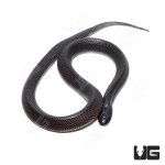 ug_cb_baby_file_snake_2.jpg