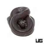 ug_cb_baby_file_snake_1.jpg