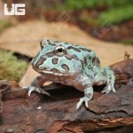 ug_Mutant_Caribbean_Pacman_Frog_4.jpg