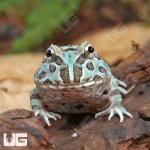 ug_Mutant_Caribbean_Pacman_Frog_1.jpg