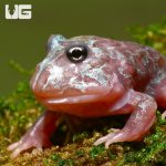 ug_special_mutant_pacman_metal_blue_frog_4.jpg