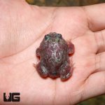 ug_special_mutant_pacman_metal_blue_frog_2.jpg