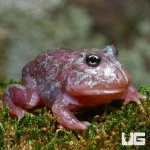 ug_special_mutant_pacman_metal_blue_frog_1.jpg