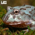 ug_baby_metal_blue_pacman_frog_4.jpg