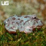 ug_baby_metal_blue_pacman_frog_3.jpg