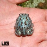 ug_baby_metal_blue_pacman_frog_2.jpg