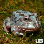 ug_baby_metal_blue_pacman_frog_1.jpg