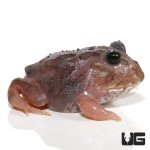 ug_mutant_black_eyed_pink_chicken_pacman_frog_3.jpg