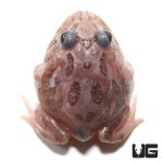 ug_mutant_black_eyed_pink_chicken_pacman_frog_2.jpg
