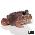 ug_mutant_black_eyed_pink_chicken_pacman_frog_1.jpg
