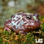 ug_baby_nebula_pacman_frog_1.jpg