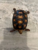 IMG_0635.jpeg