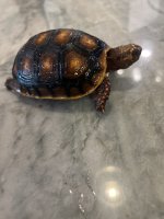 IMG_0631.jpeg