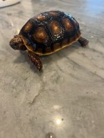 IMG_0633.jpeg