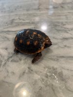 IMG_0624.jpeg