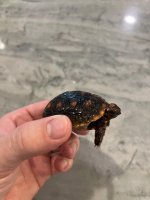 IMG_0626.jpeg