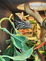 IMG_8305.jpeg
