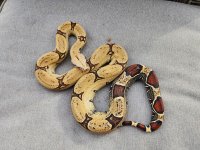 Pulcappa2.jpg