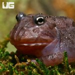 ug_baby_black_hole_pacman_frog_4.jpg