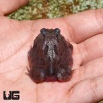 ug_baby_black_hole_pacman_frog_2.jpg